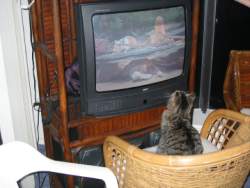 Kitty TV.JPG